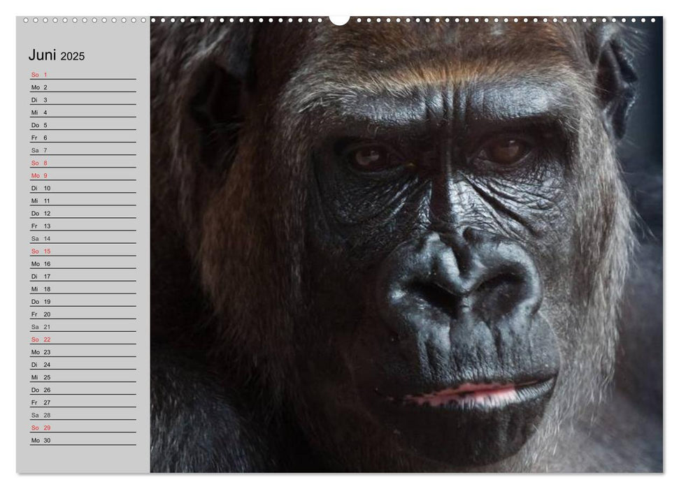 Menschenaffen. Gorillas, Schimpansen, Orang-Utans (CALVENDO Premium Wandkalender 2025)