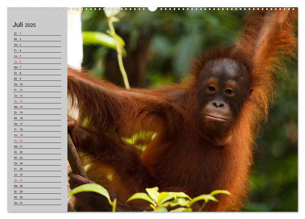 Menschenaffen. Gorillas, Schimpansen, Orang-Utans (CALVENDO Premium Wandkalender 2025)