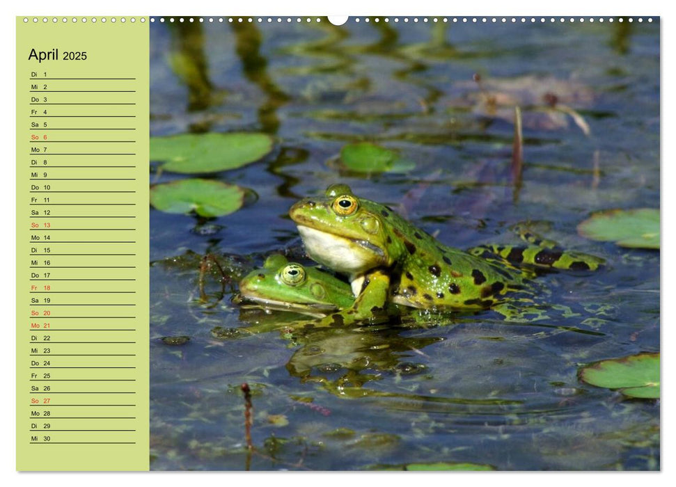 Frosch müsste man sein! (CALVENDO Wandkalender 2025)