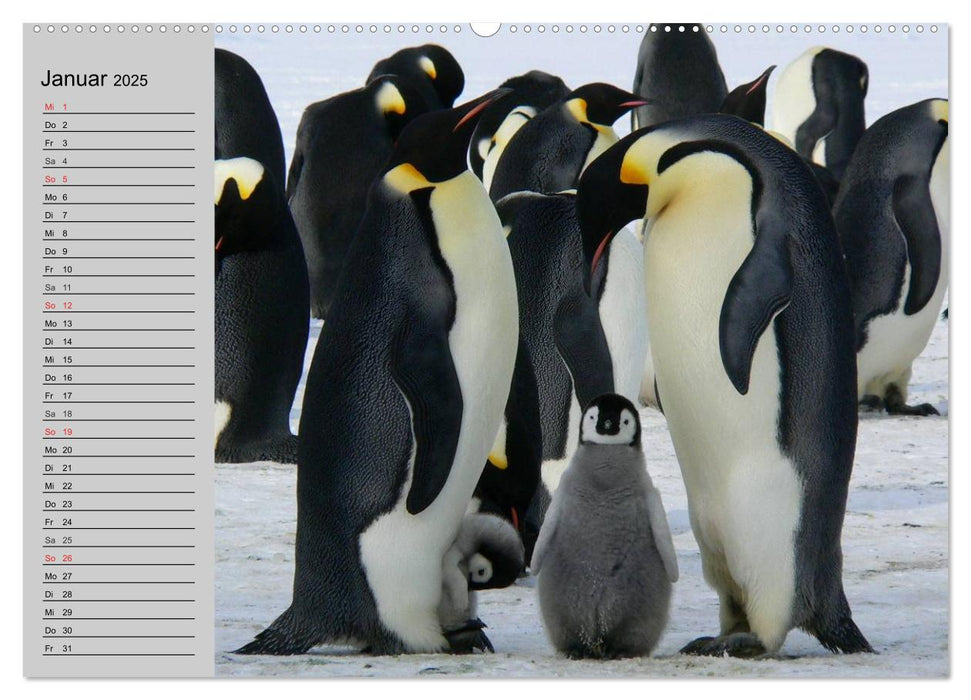 Pinguine - Watscheln im festlichen Kleid (CALVENDO Premium Wandkalender 2025)