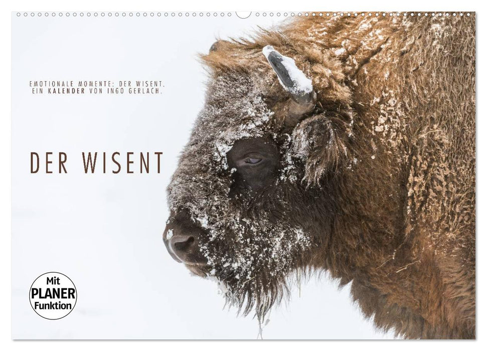 Emotionale Momente: Der Wisent. (CALVENDO Wandkalender 2025)