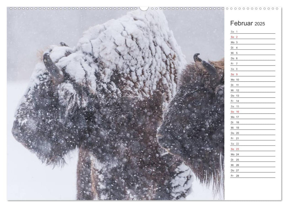 Emotionale Momente: Der Wisent. (CALVENDO Wandkalender 2025)