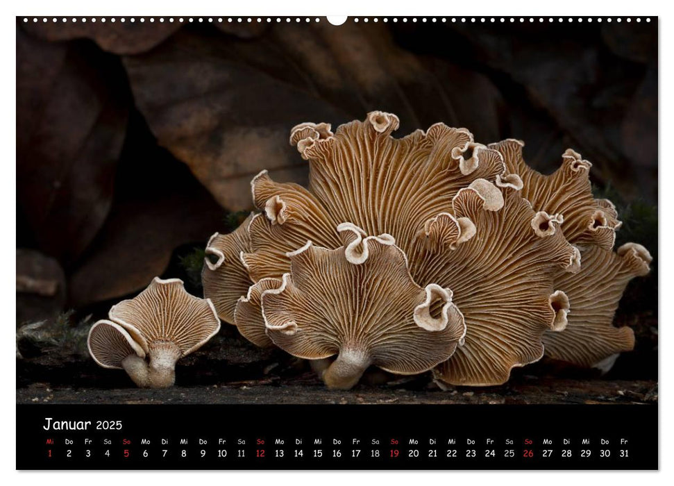 Pilzgalerie (CALVENDO Premium Wandkalender 2025)