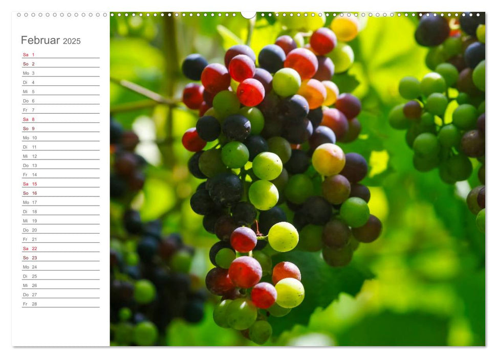 Wein (CALVENDO Premium Wandkalender 2025)