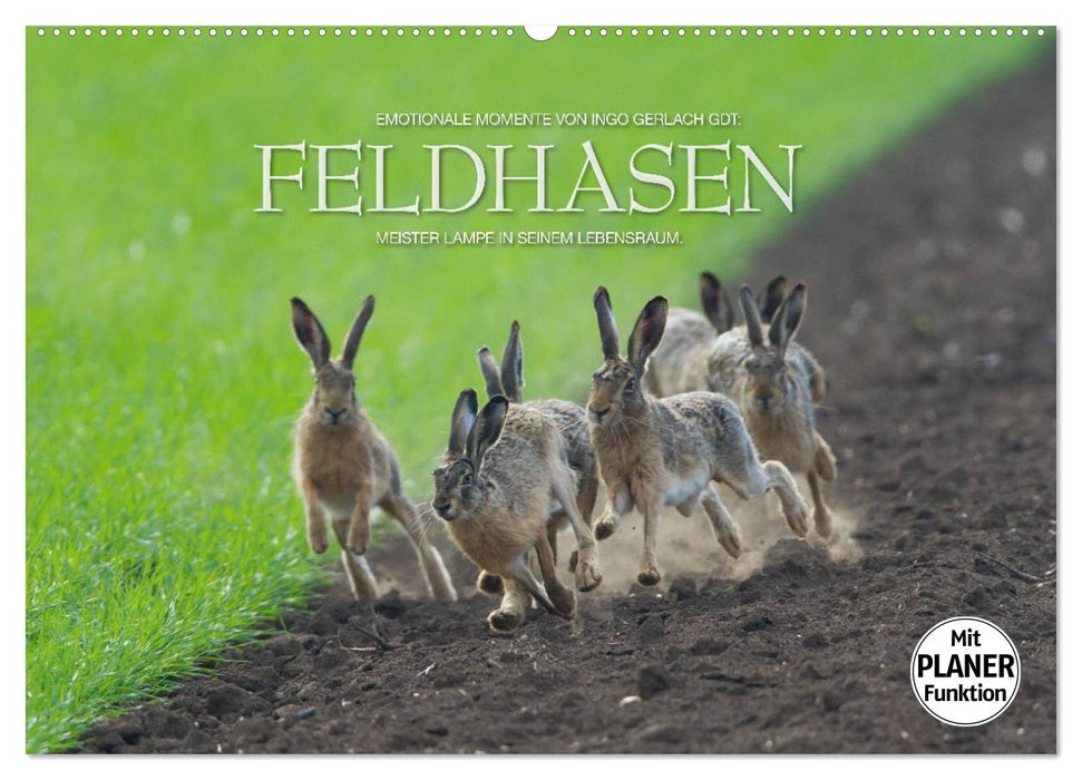 Emotionale Momente: Feldhasen (CALVENDO Wandkalender 2025)