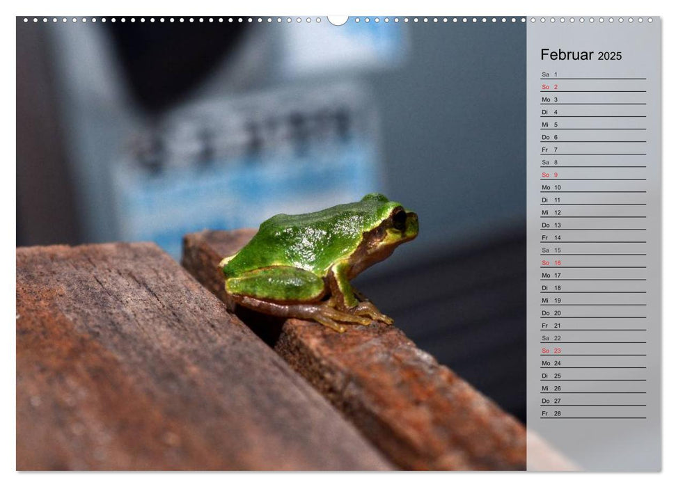 Frösche. Quakend durchs Leben (CALVENDO Premium Wandkalender 2025)