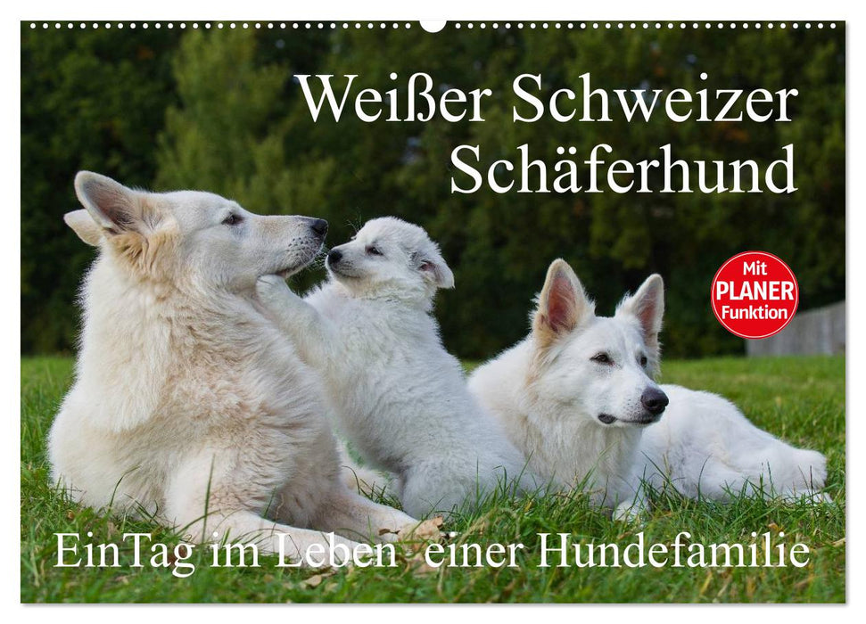 Weißer Schweizer Schäferhund - Ein Tag im Leben einer Hundefamilie (CALVENDO Wandkalender 2025)