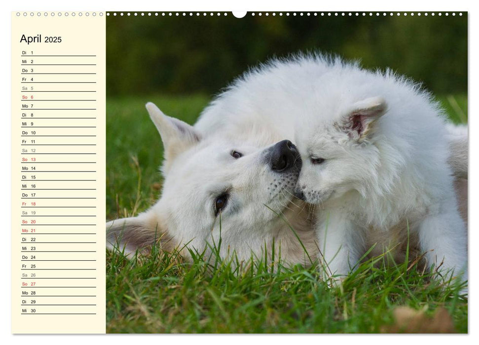 Weißer Schweizer Schäferhund - Ein Tag im Leben einer Hundefamilie (CALVENDO Wandkalender 2025)