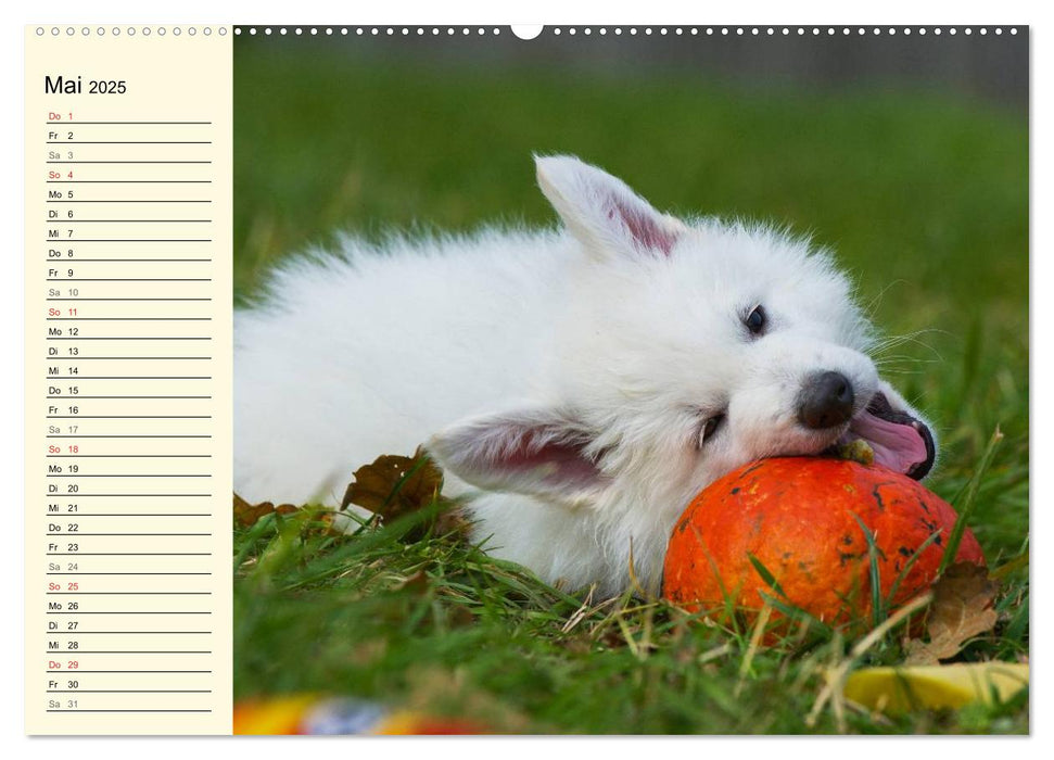 Weißer Schweizer Schäferhund - Ein Tag im Leben einer Hundefamilie (CALVENDO Wandkalender 2025)
