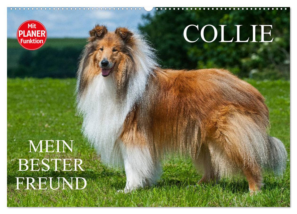 Collie - Mein bester Freund (CALVENDO Wandkalender 2025)