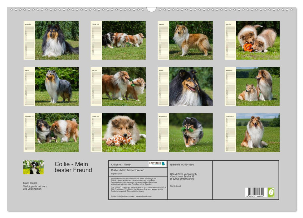 Collie - Mein bester Freund (CALVENDO Wandkalender 2025)