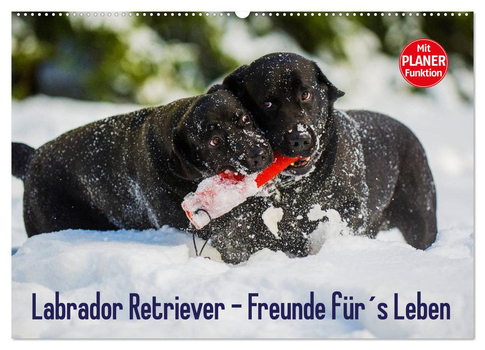 Labrador Retriever - Freunde für´s Leben (CALVENDO Wandkalender 2025)