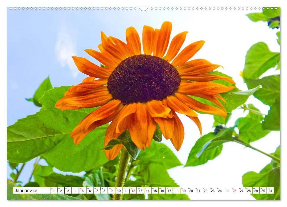 Strahlende Sonnenblumen (CALVENDO Premium Wandkalender 2025)