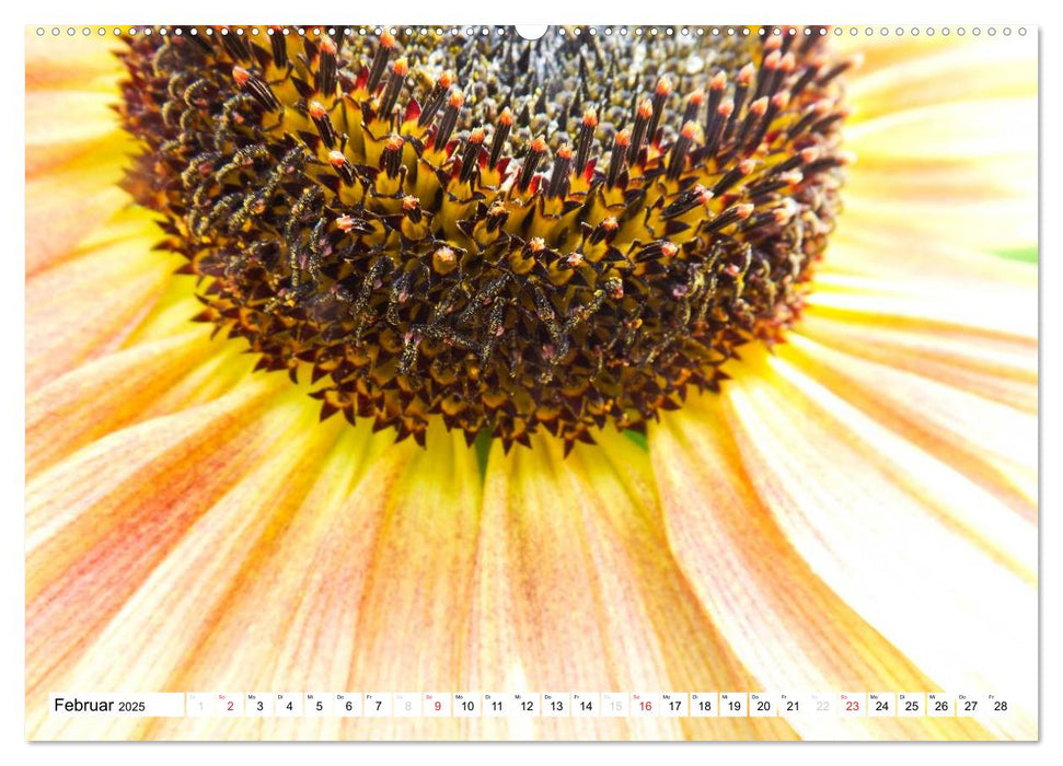 Strahlende Sonnenblumen (CALVENDO Premium Wandkalender 2025)