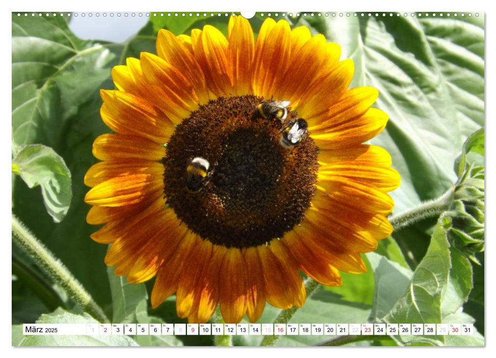 Strahlende Sonnenblumen (CALVENDO Premium Wandkalender 2025)