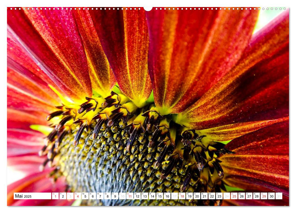 Strahlende Sonnenblumen (CALVENDO Premium Wandkalender 2025)