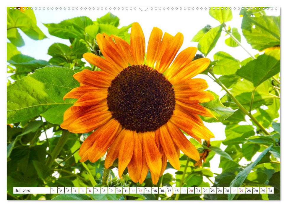 Strahlende Sonnenblumen (CALVENDO Premium Wandkalender 2025)