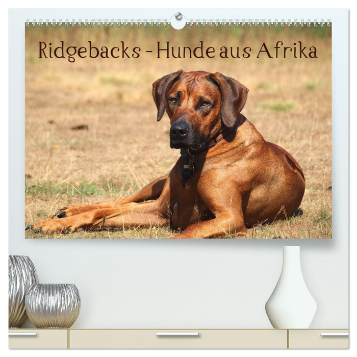 Ridgebacks - Hunde aus Afrika (CALVENDO Premium Wandkalender 2025)