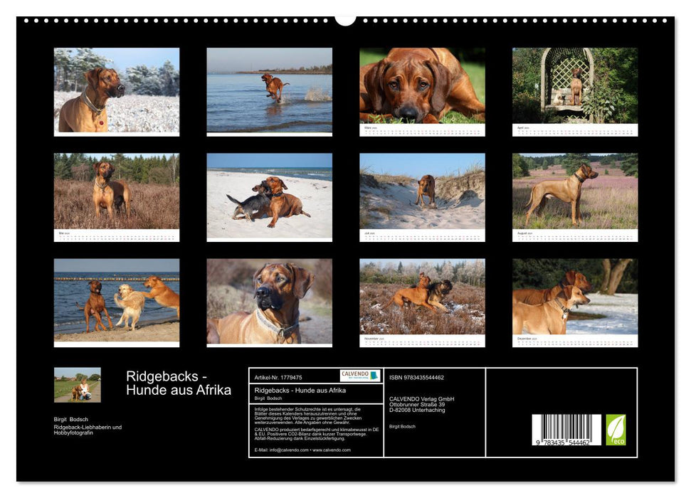 Ridgebacks - Hunde aus Afrika (CALVENDO Premium Wandkalender 2025)