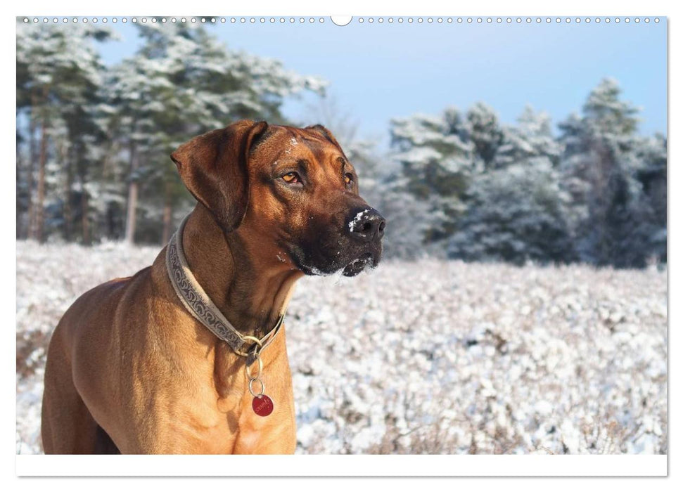 Ridgebacks - Hunde aus Afrika (CALVENDO Premium Wandkalender 2025)