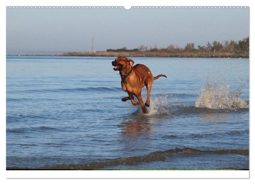 Ridgebacks - Hunde aus Afrika (CALVENDO Premium Wandkalender 2025)