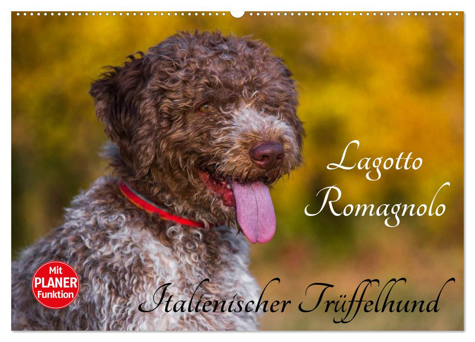 Lagotto Romagnolo - Italienischer Trüffelhund (CALVENDO Wandkalender 2025)