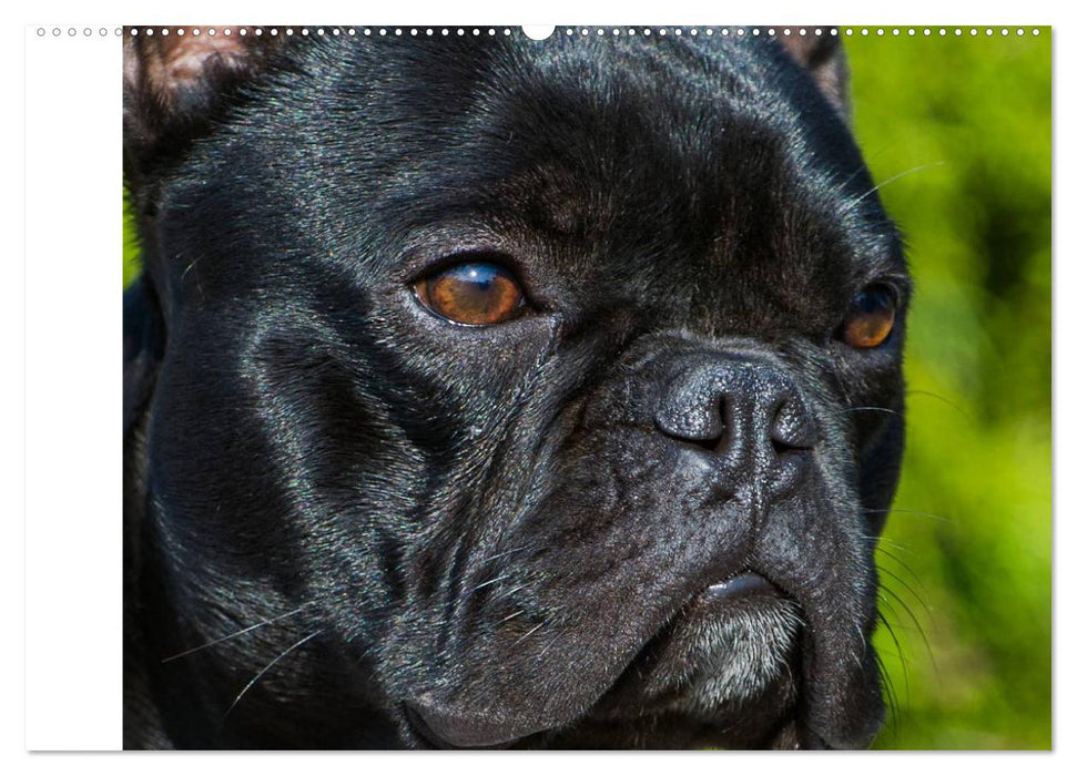 Französische Bulldogge - Clown auf 4 Pfoten (CALVENDO Wandkalender 2025)