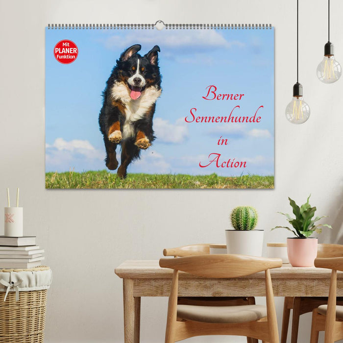 Berner Sennenhunde in Action (CALVENDO Wandkalender 2025)