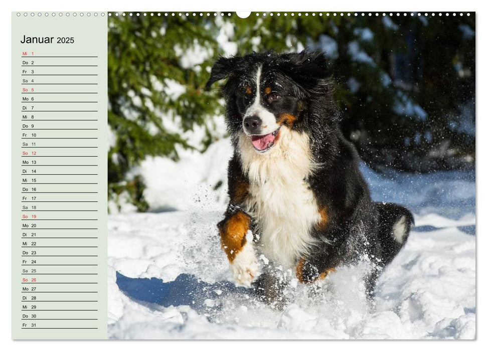 Berner Sennenhunde in Action (CALVENDO Wandkalender 2025)