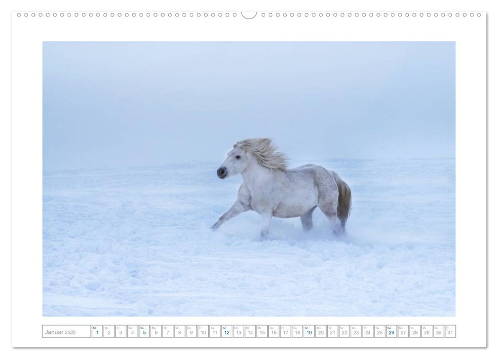 Weiße Pferde der Camargue in Bayern (CALVENDO Premium Wandkalender 2025)