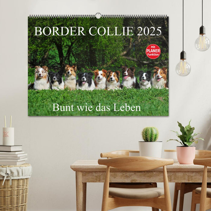 Border Collie 2025 (CALVENDO Wandkalender 2025)