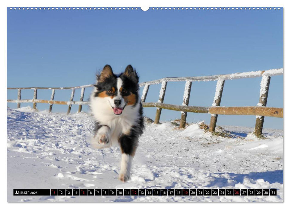 Australian Shepherd - Lebensfreude auf vier Pfoten (CALVENDO Premium Wandkalender 2025)