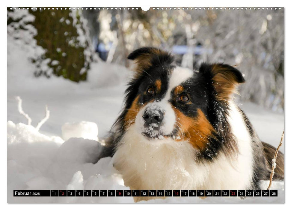 Australian Shepherd - Lebensfreude auf vier Pfoten (CALVENDO Premium Wandkalender 2025)