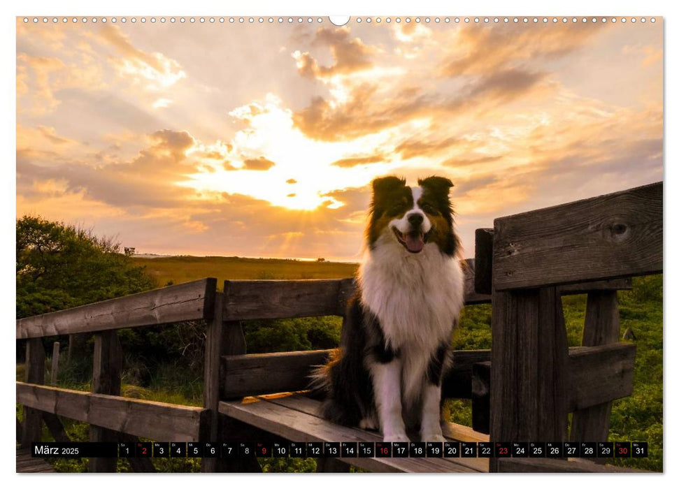 Australian Shepherd - Lebensfreude auf vier Pfoten (CALVENDO Premium Wandkalender 2025)