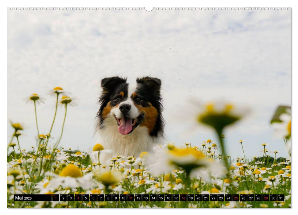 Australian Shepherd - Lebensfreude auf vier Pfoten (CALVENDO Premium Wandkalender 2025)