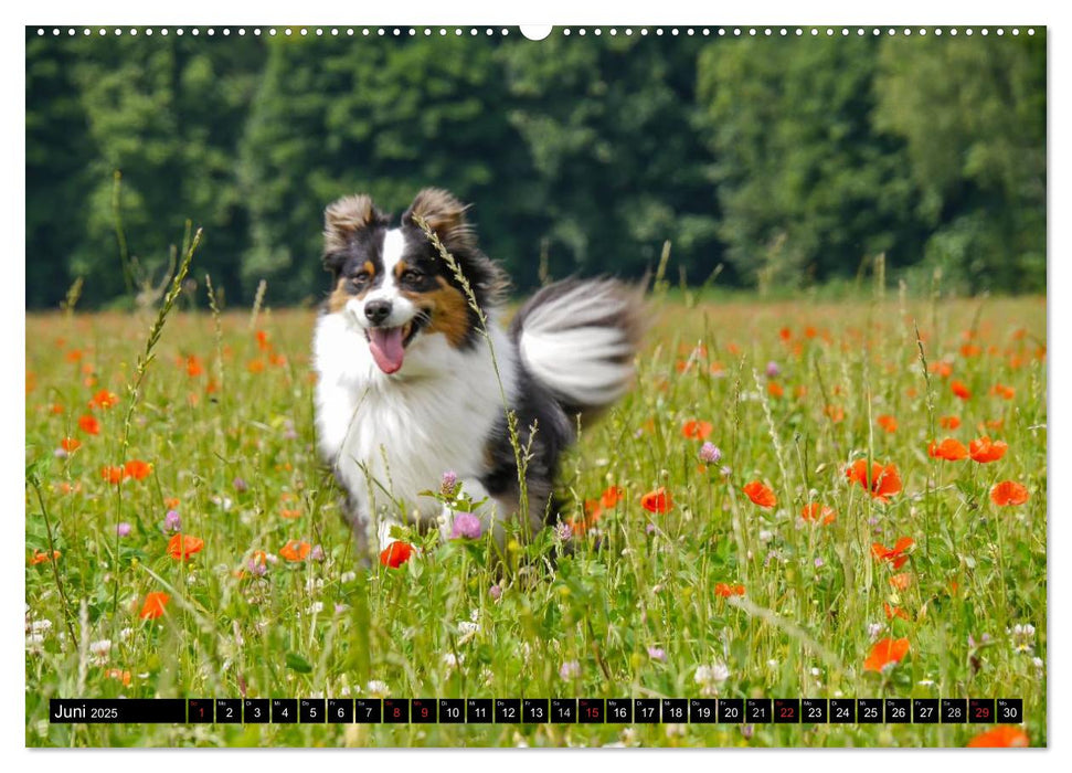 Australian Shepherd - Lebensfreude auf vier Pfoten (CALVENDO Premium Wandkalender 2025)