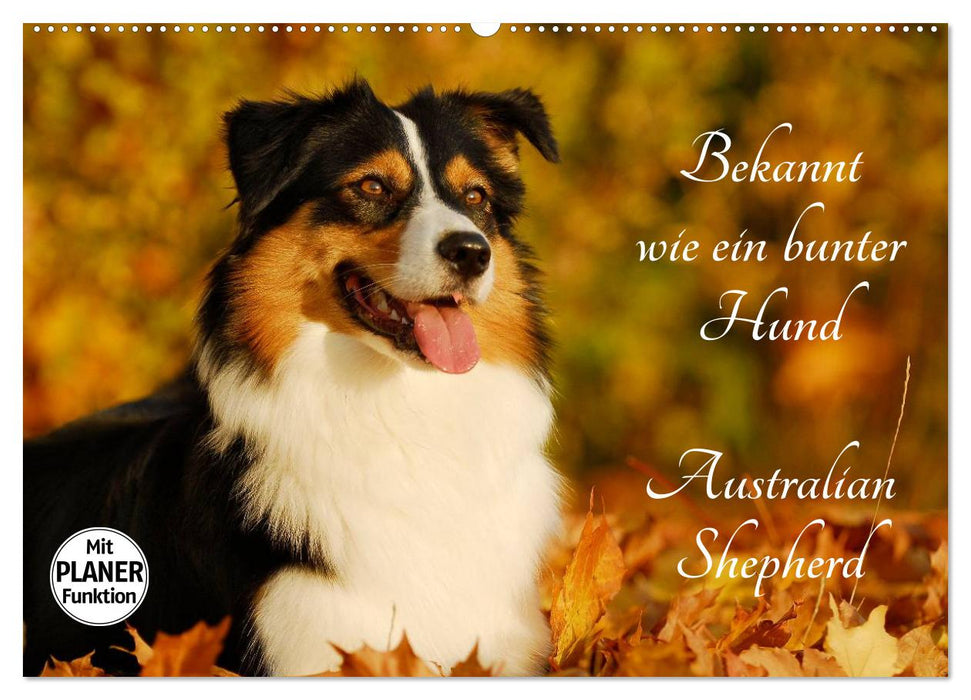 Bekannt wie ein bunter Hund. Australian Shepherd (CALVENDO Wandkalender 2025)