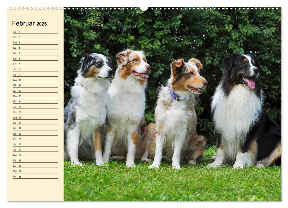 Bekannt wie ein bunter Hund. Australian Shepherd (CALVENDO Wandkalender 2025)