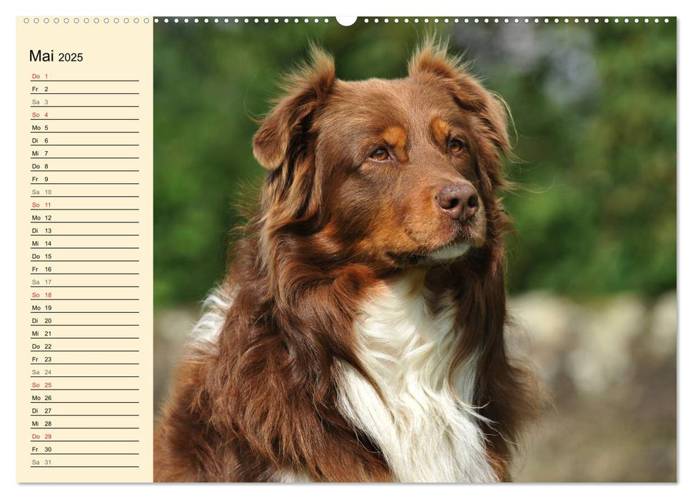 Bekannt wie ein bunter Hund. Australian Shepherd (CALVENDO Wandkalender 2025)