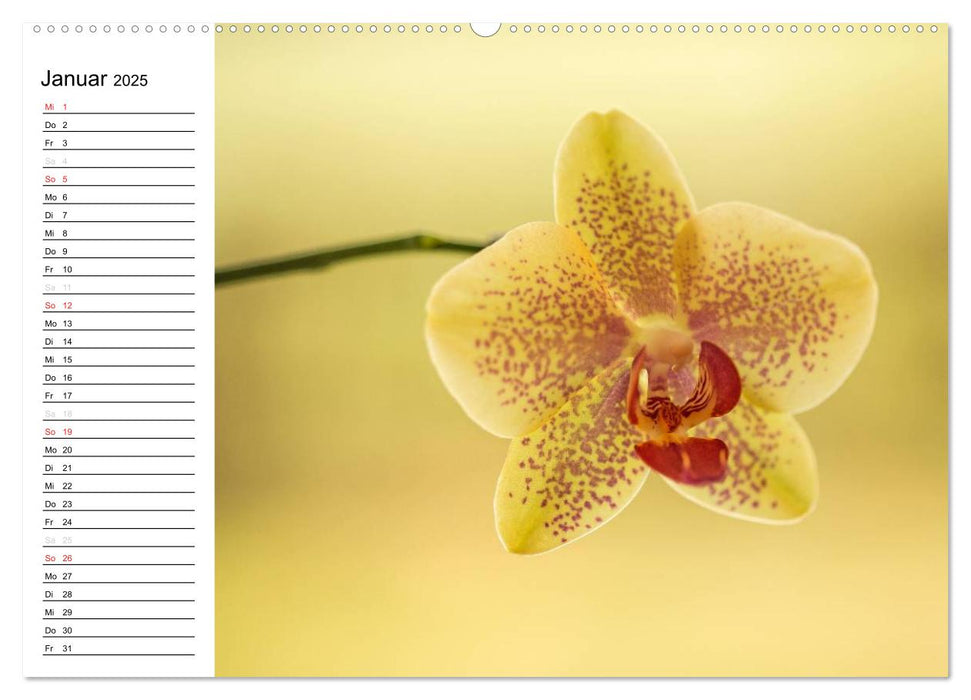 Blütenzauber Orchideen (CALVENDO Premium Wandkalender 2025)