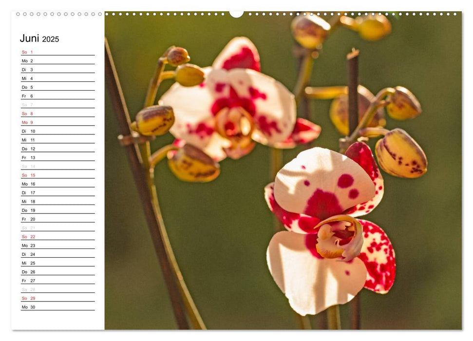 Blütenzauber Orchideen (CALVENDO Premium Wandkalender 2025)