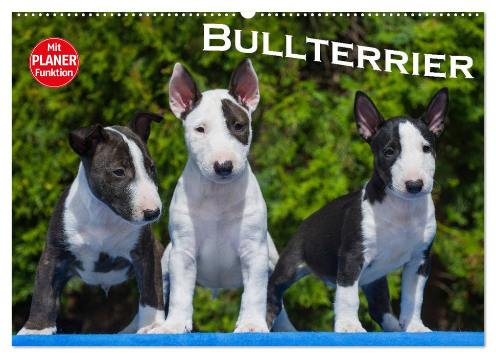 Bullterrier (CALVENDO Wandkalender 2025)