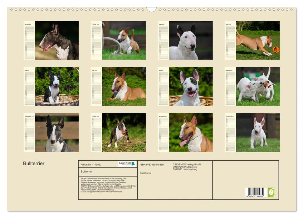 Bullterrier (CALVENDO Wandkalender 2025)