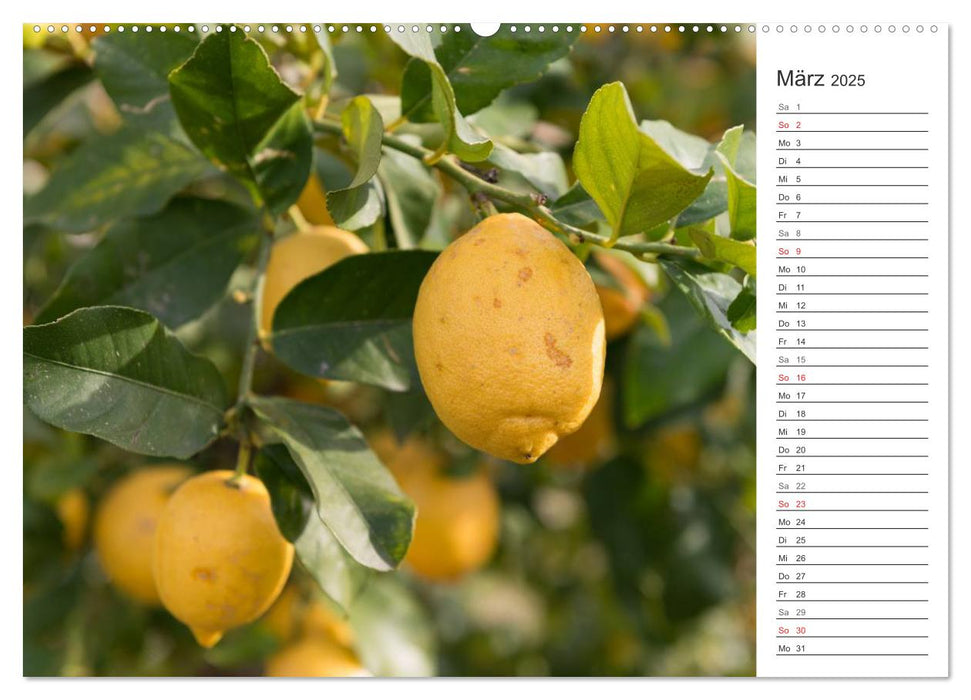 Emotionale Momente: Orangen und Zitronen. (CALVENDO Wandkalender 2025)