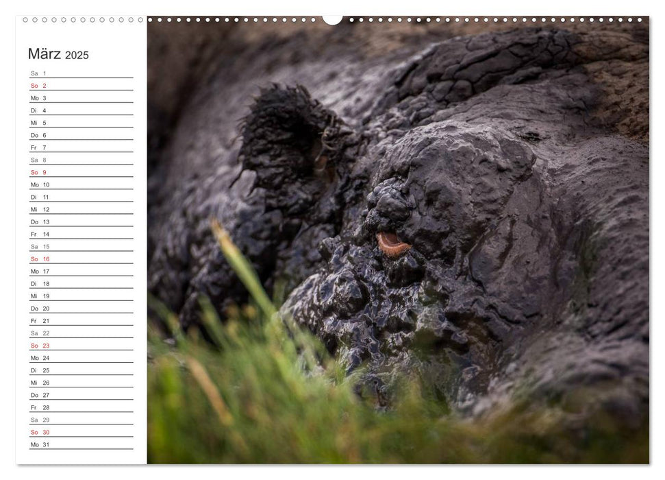 Emotionale Momente: Nilpferde hautnah (CALVENDO Wandkalender 2025)