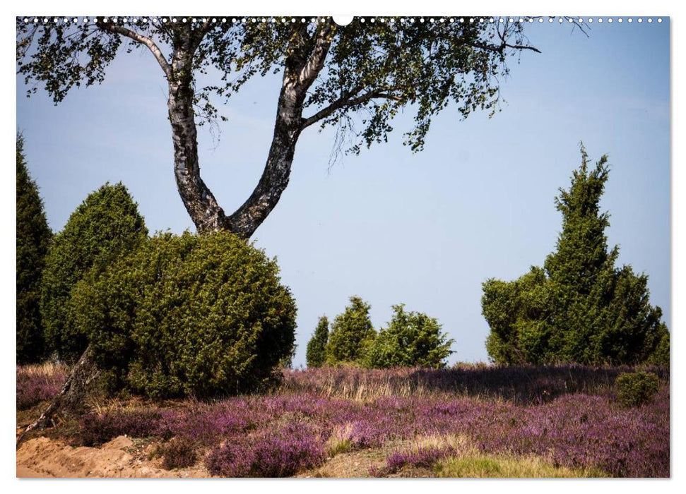 Lüneburger Heide (CALVENDO Premium Wandkalender 2025)