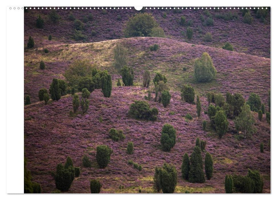 Lüneburger Heide (CALVENDO Premium Wandkalender 2025)