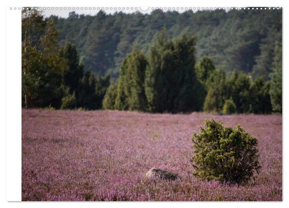 Lüneburger Heide (CALVENDO Premium Wandkalender 2025)