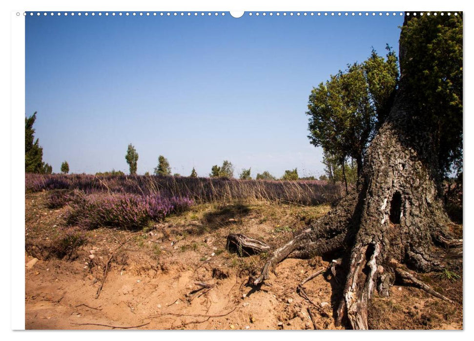 Lüneburger Heide (CALVENDO Premium Wandkalender 2025)