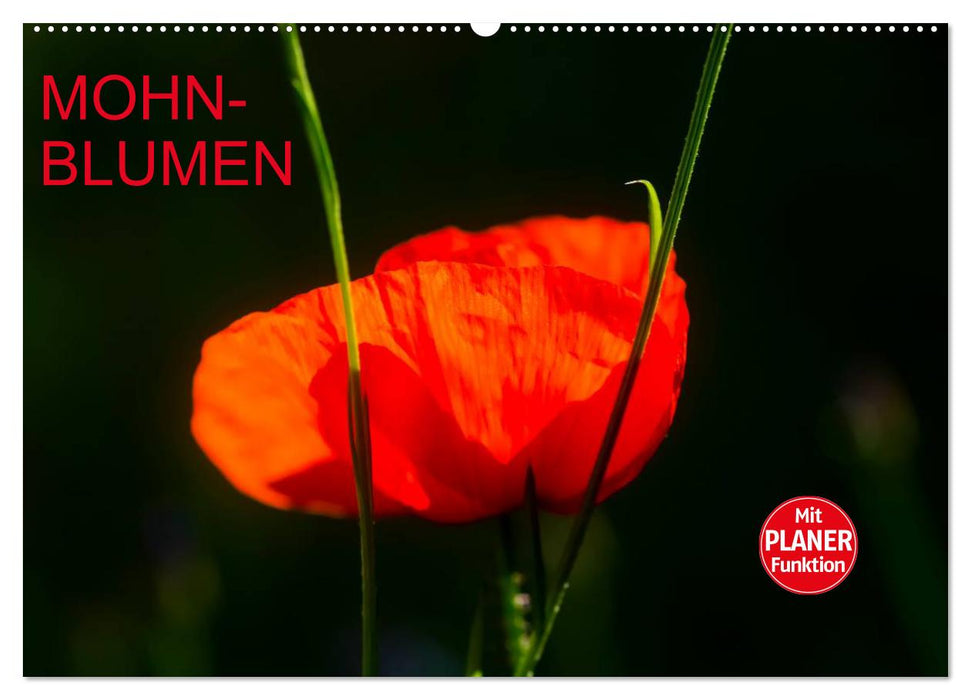 Mohnblumen (CALVENDO Wandkalender 2025)